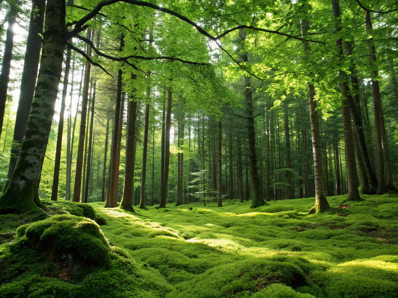 A lush, green woodcock habitat with diverse plant life, showcasing the ideal environment for woodcock nesting and feeding.
