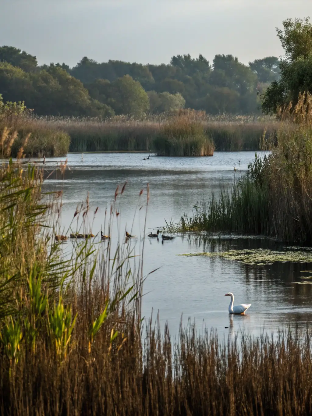 A serene woodcock habitat at dusk, showcasing the beauty and importance of habitat conservation efforts by C.N.B. 18.